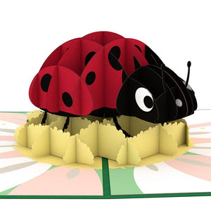 Ladybug
